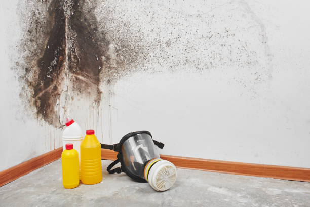 Best Mold Removal for HVAC Installations  in Sanibel, FL